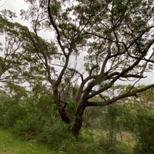 Eucalyptus botryoides at Broulee, NSW - 27 Jan 2024
