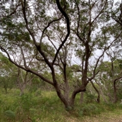 Eucalyptus botryoides at Broulee Moruya Nature Observation Area - 27 Jan 2024