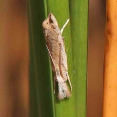 Culladia cuneiferellus (Crambinae moth) at O'Connor, ACT - 27 Feb 2024 by ConBoekel