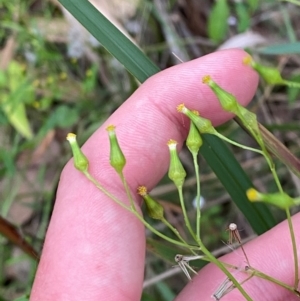 Senecio hispidulus at Broulee, NSW - 27 Jan 2024