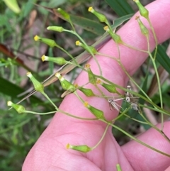 Senecio hispidulus at Broulee, NSW - 27 Jan 2024