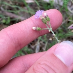 Cyanthillium cinereum (Purple Fleabane) at Broulee Moruya Nature Observation Area - 27 Jan 2024 by Tapirlord