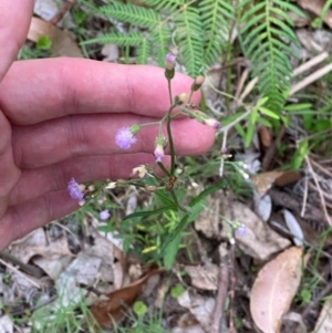 Cyanthillium cinereum at Broulee, NSW - 27 Jan 2024