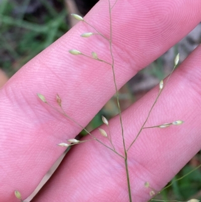 Panicum simile (Hairy Panic) at Broulee Moruya Nature Observation Area - 27 Jan 2024 by Tapirlord