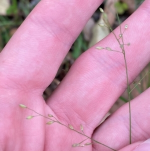 Panicum simile at Broulee, NSW - 27 Jan 2024 06:23 PM