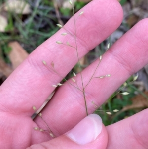 Panicum simile at Broulee, NSW - 27 Jan 2024 06:23 PM