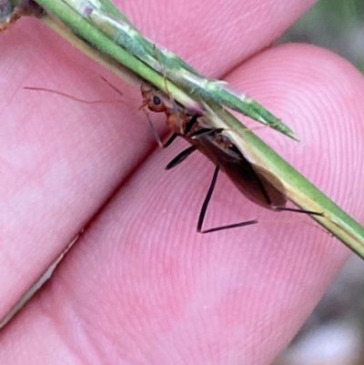 Leptomyrmex erythrocephalus (Spider ant) at Broulee Moruya Nature Observation Area - 27 Jan 2024 by Tapirlord