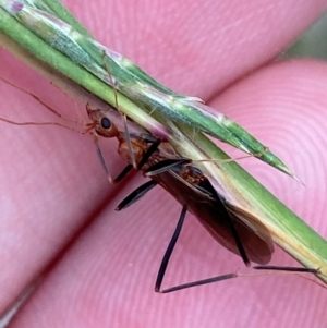 Leptomyrmex erythrocephalus at Broulee, NSW - 27 Jan 2024