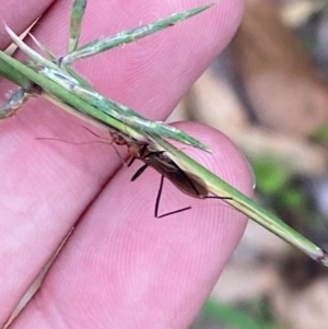 Leptomyrmex erythrocephalus at Broulee, NSW - 27 Jan 2024