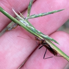 Leptomyrmex erythrocephalus at Broulee, NSW - 27 Jan 2024 06:20 PM