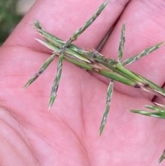 Cymbopogon refractus (Barbed-wire Grass) at Broulee, NSW - 27 Jan 2024 by Tapirlord