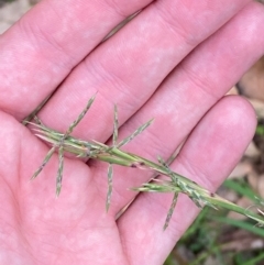 Cymbopogon refractus at Broulee, NSW - 27 Jan 2024