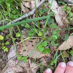Veronica plebeia (Trailing Speedwell, Creeping Speedwell) at Broulee Moruya Nature Observation Area - 27 Jan 2024 by Tapirlord