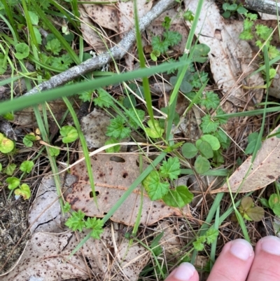 Veronica plebeia (Trailing Speedwell, Creeping Speedwell) at Broulee Moruya Nature Observation Area - 27 Jan 2024 by Tapirlord