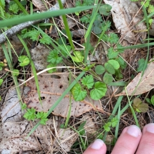 Veronica plebeia at Broulee, NSW - 27 Jan 2024