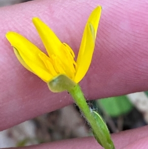 Hypoxis hygrometrica var. splendida at suppressed - 27 Jan 2024