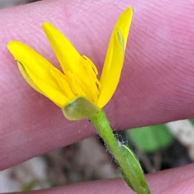 Hypoxis hygrometrica var. splendida (Golden Weather-grass) at Broulee Moruya Nature Observation Area - 27 Jan 2024 by Tapirlord