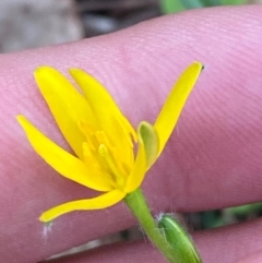 Hypoxis hygrometrica var. splendida at suppressed - 27 Jan 2024