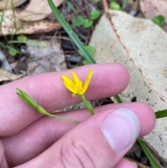 Hypoxis hygrometrica var. splendida at suppressed - 27 Jan 2024