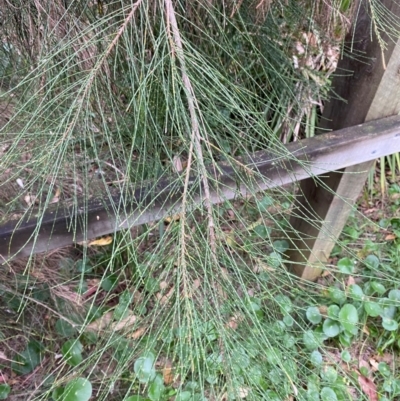 Casuarina glauca (Swamp She-oak) at Broulee Moruya Nature Observation Area - 27 Jan 2024 by Tapirlord