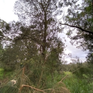 Casuarina glauca at Broulee, NSW - 27 Jan 2024 06:17 PM