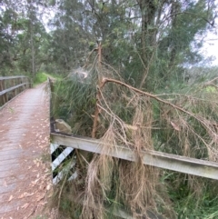 Casuarina glauca at Broulee, NSW - 27 Jan 2024 06:17 PM