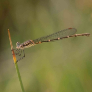 Austrolestes leda at Black Mountain - 28 Feb 2024