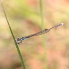 Austrolestes leda (Wandering Ringtail) at O'Connor, ACT - 28 Feb 2024 by ConBoekel