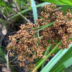 Cladium procerum (Leafy Twig-rush) at Broulee Moruya Nature Observation Area - 27 Jan 2024 by Tapirlord