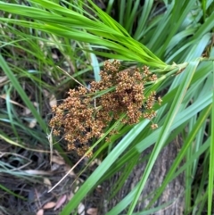 Cladium procerum at Broulee, NSW - 27 Jan 2024