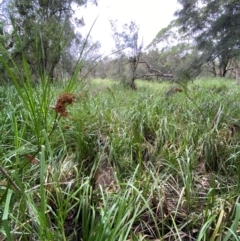 Cladium procerum at Broulee, NSW - 27 Jan 2024