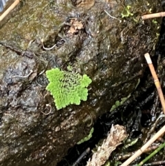 Azolla pinnata (Ferny Azolla) at Broulee, NSW - 27 Jan 2024 by Tapirlord