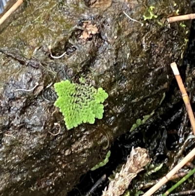 Azolla pinnata (Ferny Azolla) at Broulee Moruya Nature Observation Area - 27 Jan 2024 by Tapirlord