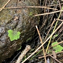 Azolla pinnata at Broulee, NSW - 27 Jan 2024