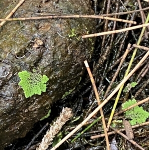 Azolla pinnata at Broulee, NSW - 27 Jan 2024 06:16 PM