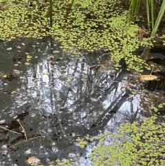 Azolla pinnata at Broulee, NSW - 27 Jan 2024