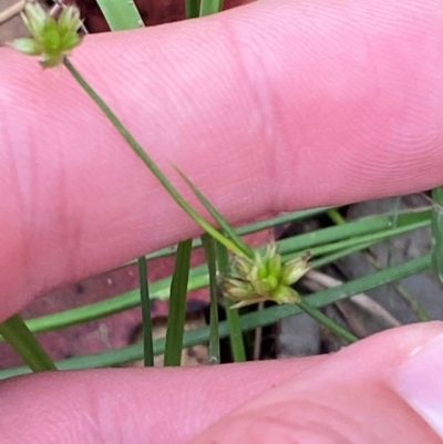 Juncus fockei (A Rush) at Broulee Moruya Nature Observation Area - 27 Jan 2024 by Tapirlord