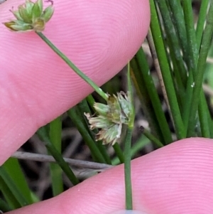 Juncus fockei at Broulee, NSW - 27 Jan 2024