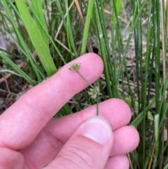 Juncus fockei at Broulee, NSW - 27 Jan 2024