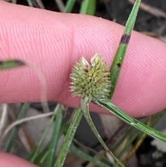 Cyperus brevifolius (Short-leaved Flat Sedge) at Broulee Moruya Nature Observation Area - 27 Jan 2024 by Tapirlord