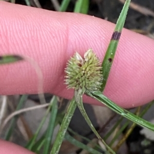 Cyperus brevifolius at Broulee, NSW - 27 Jan 2024