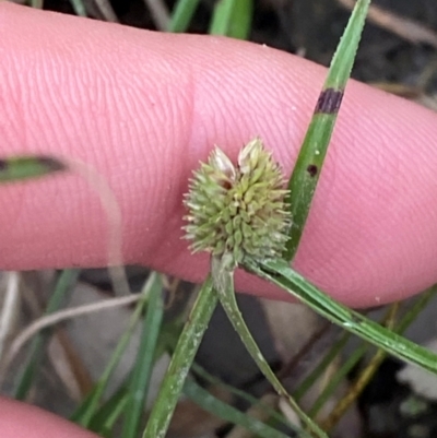 Cyperus brevifolius (Short-leaved Flat Sedge) at Broulee, NSW - 27 Jan 2024 by Tapirlord