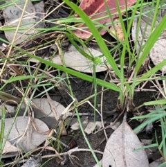 Cyperus brevifolius at Broulee, NSW - 27 Jan 2024