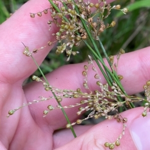 Juncus usitatus at Broulee, NSW - 27 Jan 2024