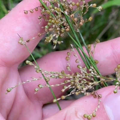 Juncus usitatus (Common Rush) at Broulee, NSW - 27 Jan 2024 by Tapirlord