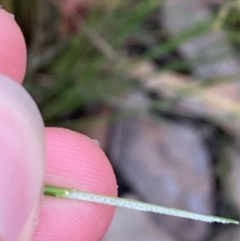 Juncus usitatus at Broulee, NSW - 27 Jan 2024