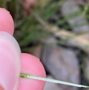 Juncus usitatus at Broulee, NSW - 27 Jan 2024