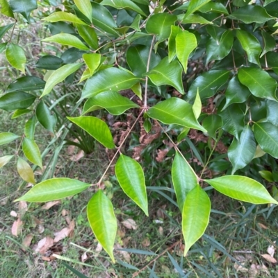 Syzygium smithii (Lilly Pilly) at Broulee Moruya Nature Observation Area - 27 Jan 2024 by Tapirlord