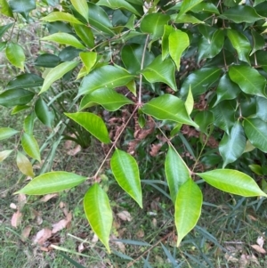 Syzygium smithii at Broulee, NSW - 27 Jan 2024