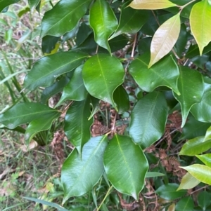 Syzygium smithii at Broulee, NSW - 27 Jan 2024